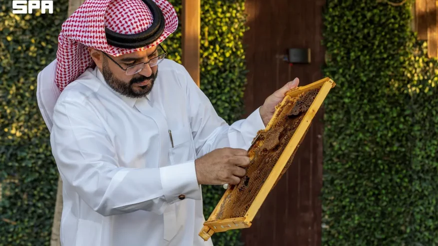 منتجو العسل في الجوف يبدؤون مواسم الإنتاج بعسل “الحمضيات”