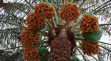 بواكير التمور بنجران تنشط الحركة الاقتصادية بالمنطقة