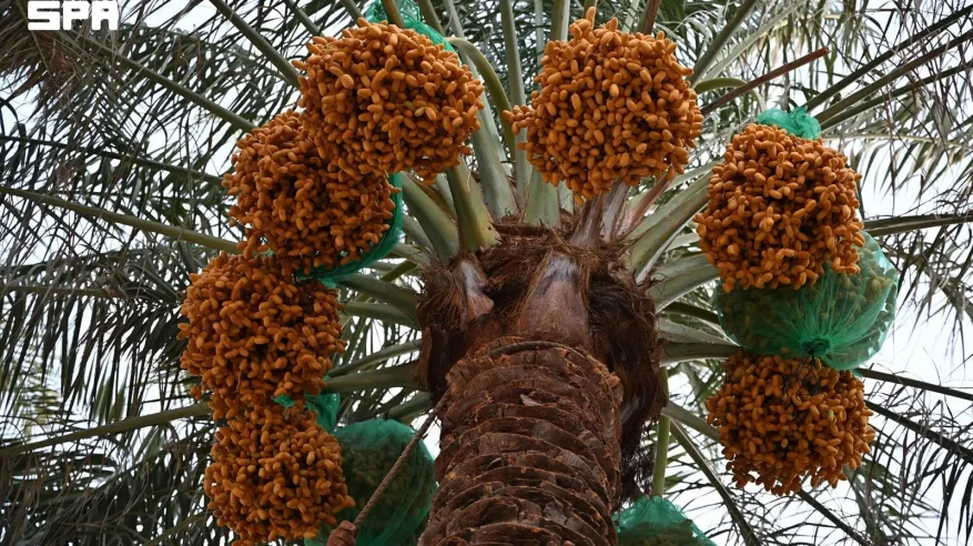 بواكير التمور بنجران تنشط الحركة الاقتصادية بالمنطقة