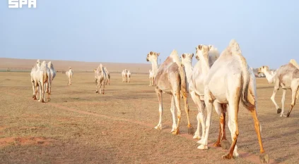 الإبل.. مكانة تاريخية وحضور متجدد في مسيرة التنمية