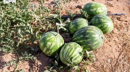 إنتاج أكثر من 120 ألف طن من البطيخ يعزز مكانة الجوف الزراعية