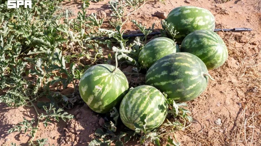 إنتاج أكثر من 120 ألف طن من البطيخ يعزز مكانة الجوف الزراعية