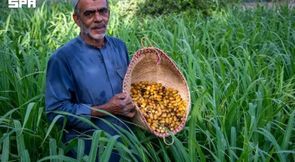 بواكير الرطب بالأحساء.. وفرة وجودة المحصول بالأسواق