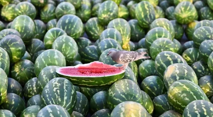 لقطات لأكبر بورصة موسمية للبطيخ في السعودية