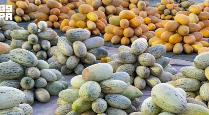 “شمام القصيم” يتصدر المشهد الزراعي وينعش الحركة الاقتصادية