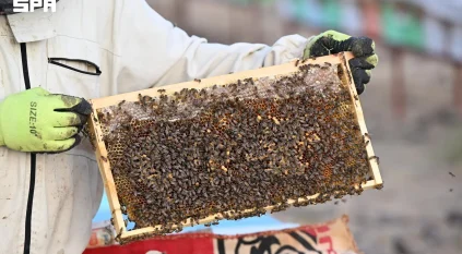 عسل نجران.. قصص نجاح وطنية تصل إلى العالمية
