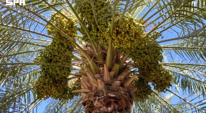 بداية ظهور اللون في نخيل القصيم إيذانًا بانطلاق موسم الرطب