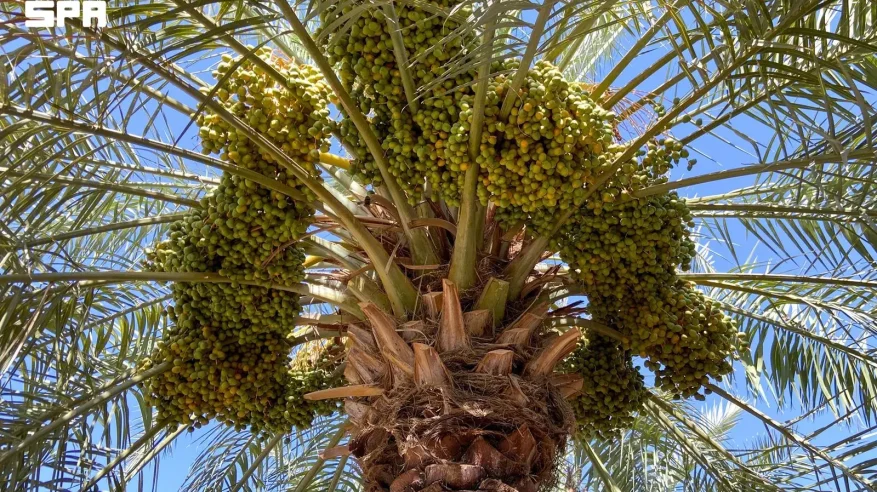 بداية ظهور اللون في نخيل القصيم إيذانًا بانطلاق موسم الرطب