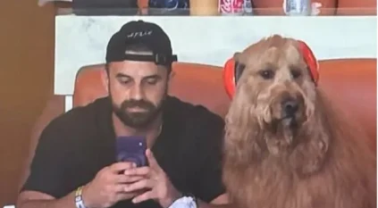 كلب يخرق قواعد الفيفا لمتابعة مباريات كأس العالم
