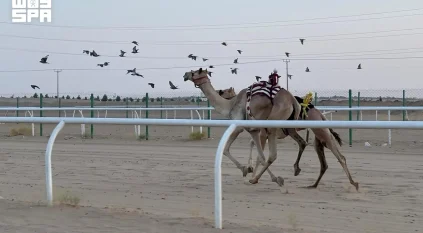 ميدان الهجن بنجران يُعلن نتائج سباق سنّ “اللقايا فما فوق”