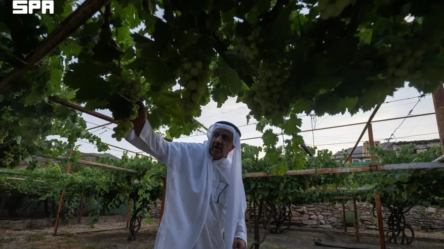 ميسان.. عناقيد العنب تزدهر على سفوح الجبال