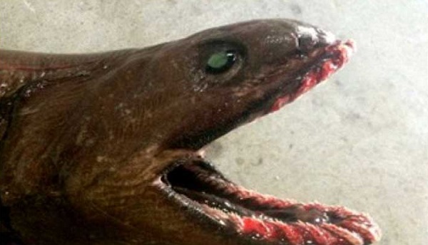 شاهد بالصور.. ثعبان البحر بـ300 سن وعمره 80 مليون سنة