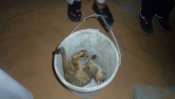 بالصورة.. مدني الجوف ينقذ “قطتين” من حفرة