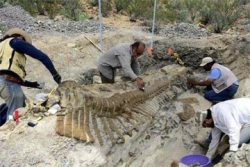 بالصّورة.. العثور على حفرية لأكبر ديناصور آكل للّحوم