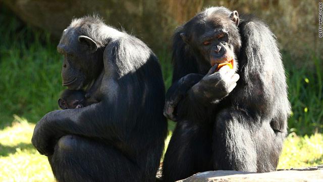 ثلاث محاكم أمريكية ترفض دعوى لمنح الشمبانزي حقوقاً كالبشر - المواطن