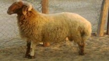 بيع أبناء أغلى “خروف” بالسعودية بنصف مليون ريال