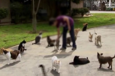 سيدة ترعى 1000 قطة في منزلها بمساعدة 23 موظفاً