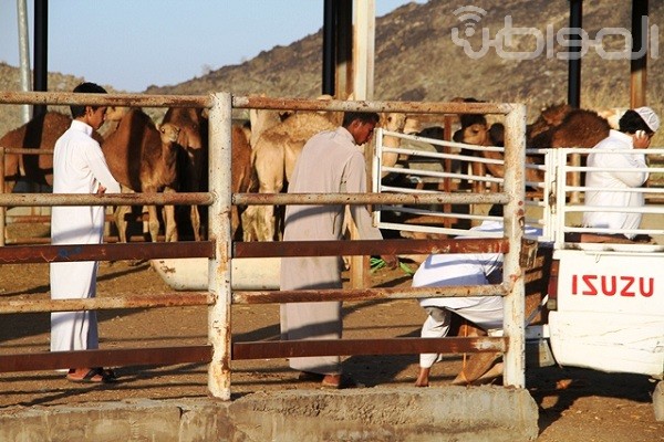 بالصور.. شبان سعوديون يختلطون بالإبل دون كمامات