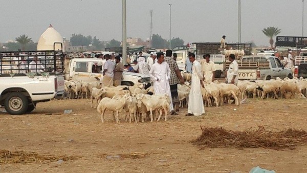 ارتفاع كبير في أسعار الأضاحي في جازان مع اقتراب العيد