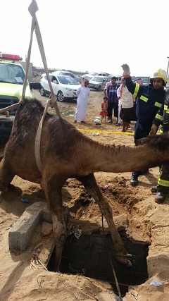 الدفاع المدني يُخرج ناقة سقطت بخزان صرف صحي بـ”حثيرة جازان”