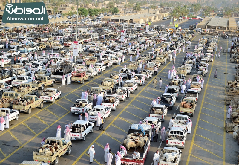 بالصور.. 3 آلاف سيارة يومياً بمدينة الأنعام ببريدة