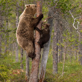 بالصور.. الدبة الأم تعلم صغارها تسلق الأشجار والفرار من الخطر