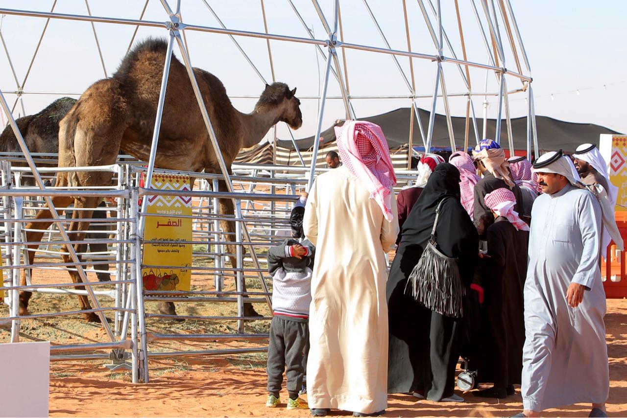 مهرجان الملك عبدالعزيز للإبل.. تأصيل الحفاظ على الموروث الوطني