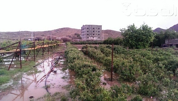 بالصور.. مزارع الورود بالطائف تنتعش بمياه الأمطار