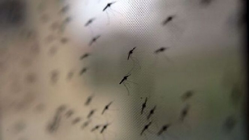 البعوض يهدد أهالي تربة بالأمراض الوبائية والمعدية