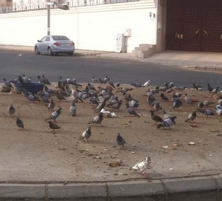 “حمام مكة”.. ينشر الخير حيث حلّ