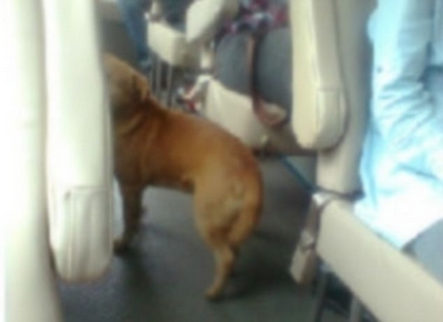 كلب بائس يبحث يومياً في الحافلات عن صاحبه المختفي