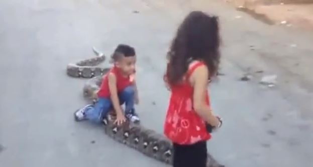 فيديو لطفلة تلهو فوق أفعى كبيرة في رام الله