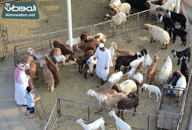 أمانة جدة تحدد 6 مواقع لبيع الأنعام