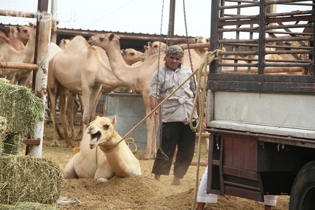 بالصور .. ‏‫عمال حظائر إبل الطائف لا يخشون “كورونا”