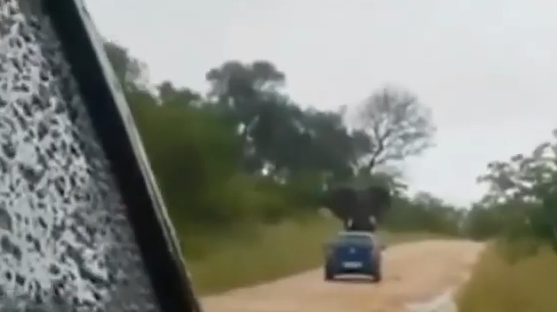 بالفيديو.. فيل يهاجم سيارة زوّار حديقة بجنوب إفريقيا ويدحرجها بين رجليه