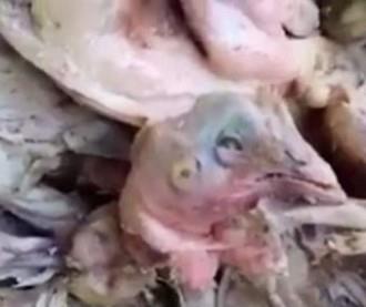 بالفيديو.. وجبة “رؤوس الدجاج” لنزلاء سجن نجران