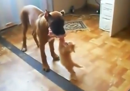 بالفيديو.. قِطّ عنيد ينازع كلباً يفوقه حجماً على قطعة لحم