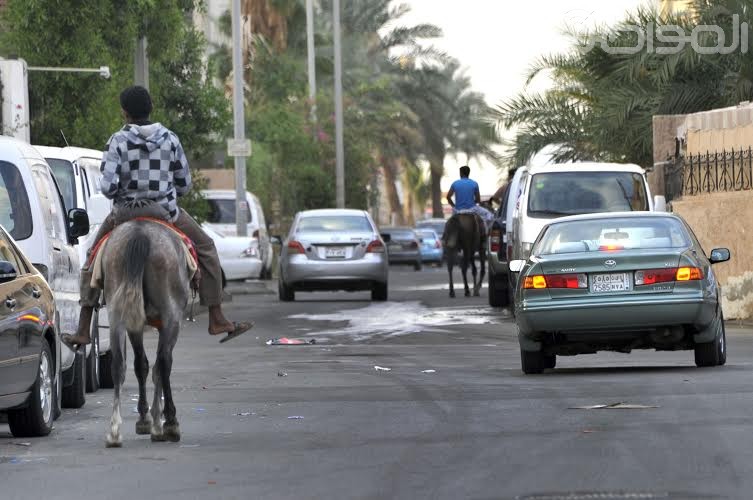 بالصّور.. الخيول تجوب شوارع عروس البحر الأحمر