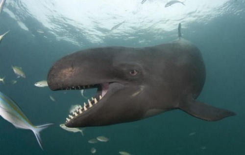 1.2 مليون شخص يطالبون بإنهاء عروض الحيتان القاتلة في كاليفورنيا