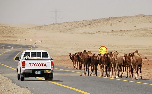 السليمان: إنشاء جسور لعبور الجمال السائبة على الطرق السريعة