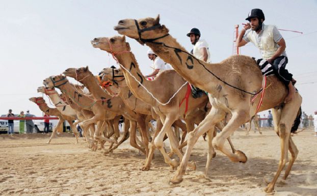 انطلاق منافسات جائزة الملك عبدالعزيز لسباقات الهجن