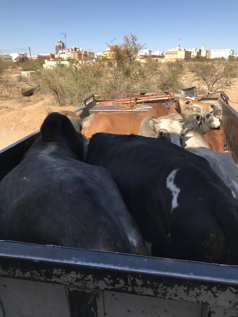 البيئة تواجه المرض الحيواني الأخطر بتأمين 20 مليون لقاح