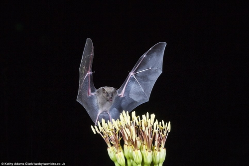 أمريكية تلتقط صوراً مذهلة تجسد حياة الخفافيش بمنتهى الوضوح