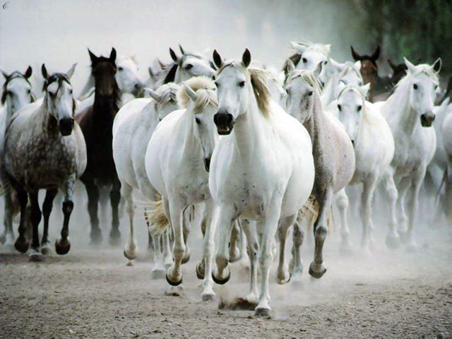 وزارة الزراعة تنظم العرض الوطني الرابع لجمال الخيل العربية الأصيلة