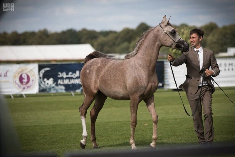 إنجازات قوية للمملكة بكأس العالم لجمال الخيل العربية