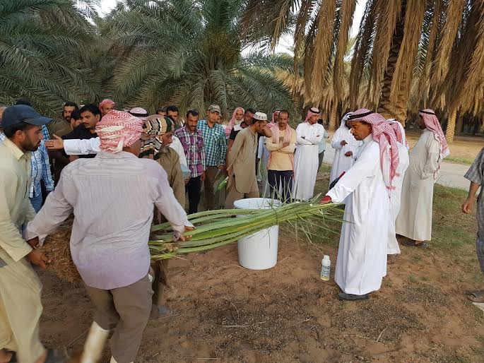 في عنيزة.. 60 عاملاً زراعياً يكتشفون السوسة بأنفسهم