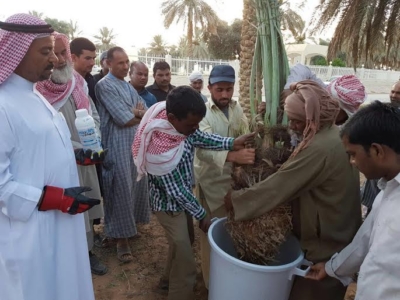 60 عاملاً زراعياً يكتشفون السوسة بأنفسهم1