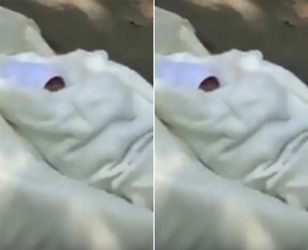 بالفيديو.. شاب يعثر على رضيع حديث الولادة ملقى على رصيف في الشارع