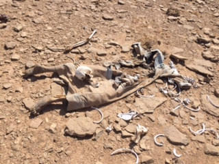 العثور على جثة متحللة في صحراء #السليل