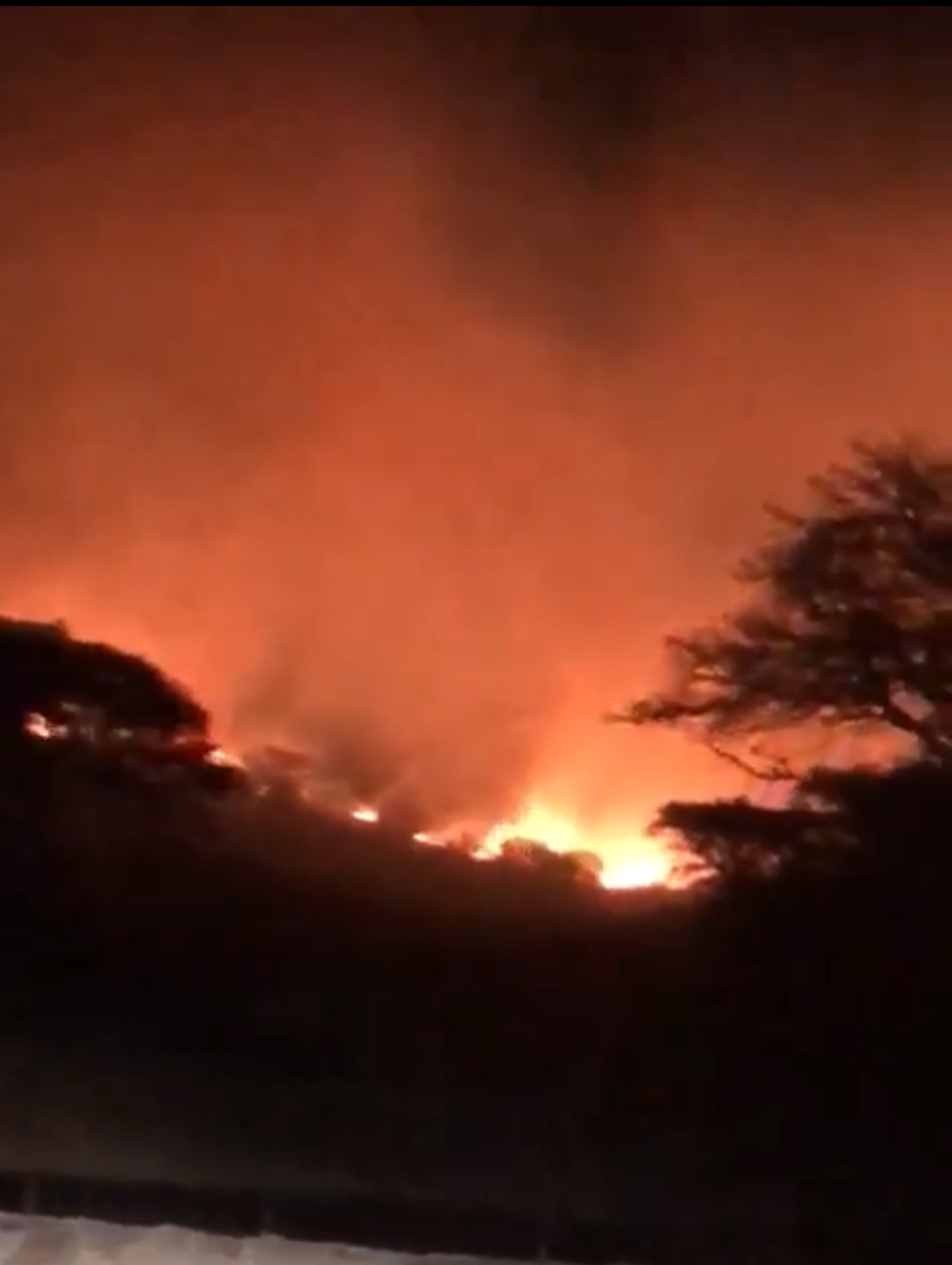 بالفيديو.. حريق يلتهم أشجار قرية القوز بالسودة